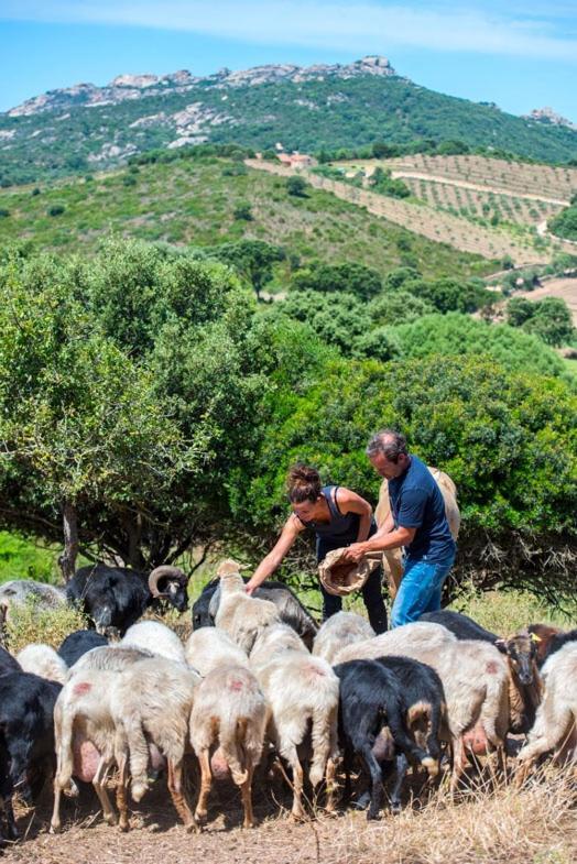 Ferme De Roccapina Bed & Breakfast Sarragia Ngoại thất bức ảnh